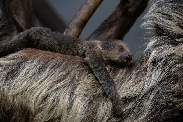 WARSZAWA. ODWIEDŹ NAJMŁODSZYCH MIESZKAŃCÓW ZOO