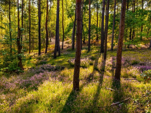 MAZOWIECKI PARK KRAJOBRAZOWY. SOSNY, TORFOWISKA I ŚWIDERMAJERY